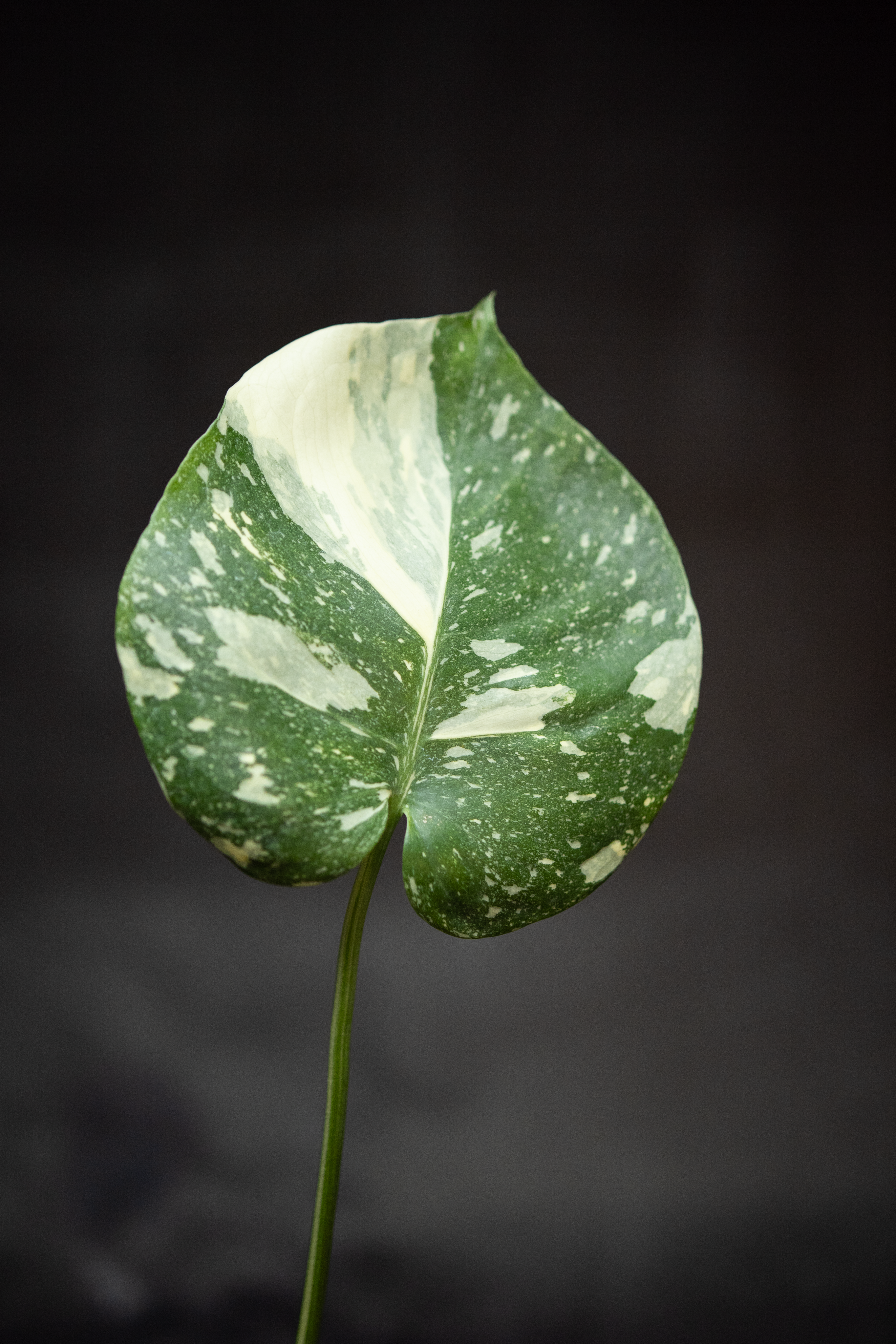 Monstera Creme Brulee – 3 Inch Pot Monstera Creme Brulee – 3 Inch Pot